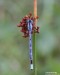 Šidélko kroužkované (Vážky), Enallagma cyathigerum (Odonata)